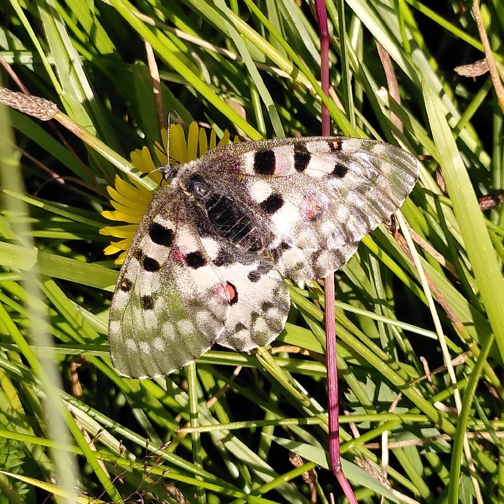 Mongolian Biodiversity