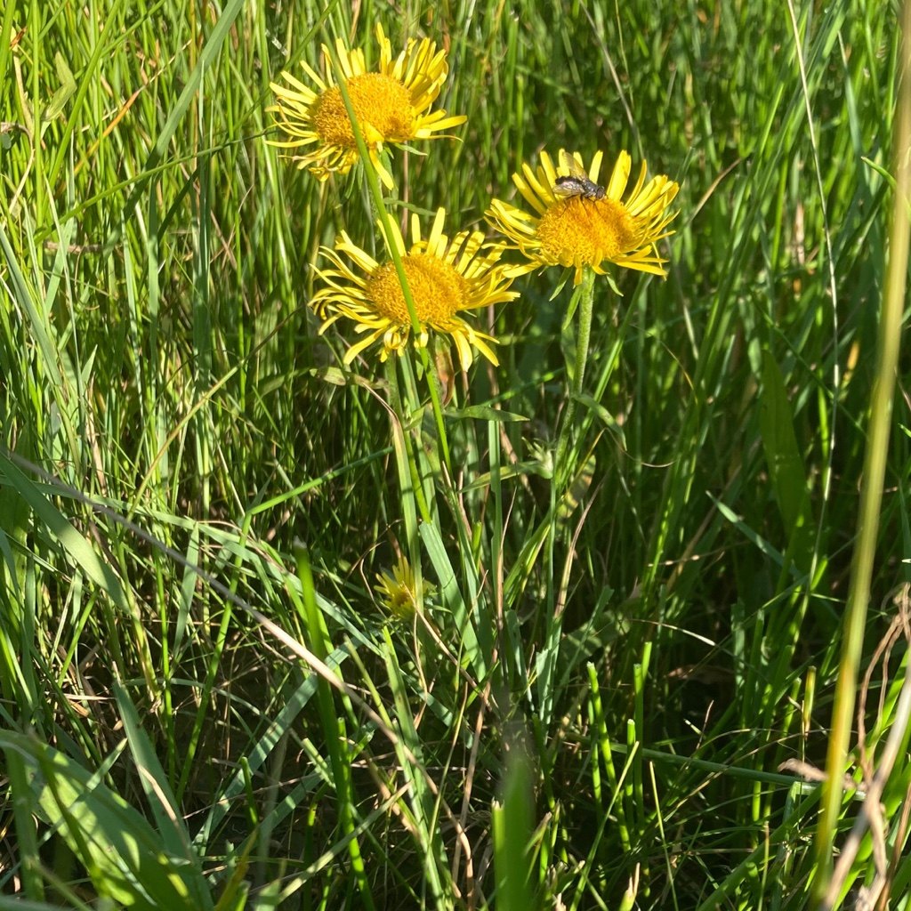 Mongolian Biodiversity